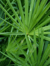 Palmier nain (Saw Palmetto)